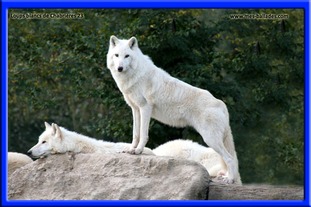 Le loup Mackenzie  Loups de Chabrières