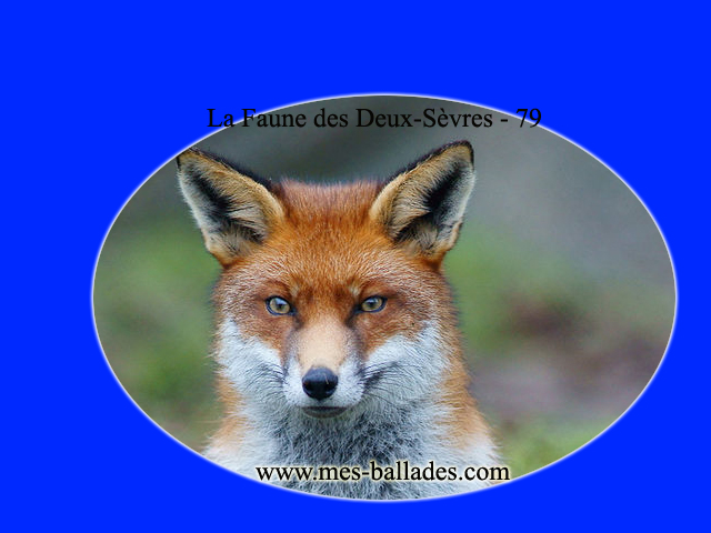 Deux-Sèvres : le renard roux dans le viseur